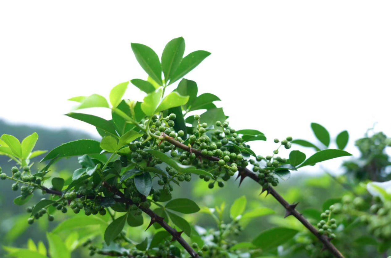 傻的范德薩.png