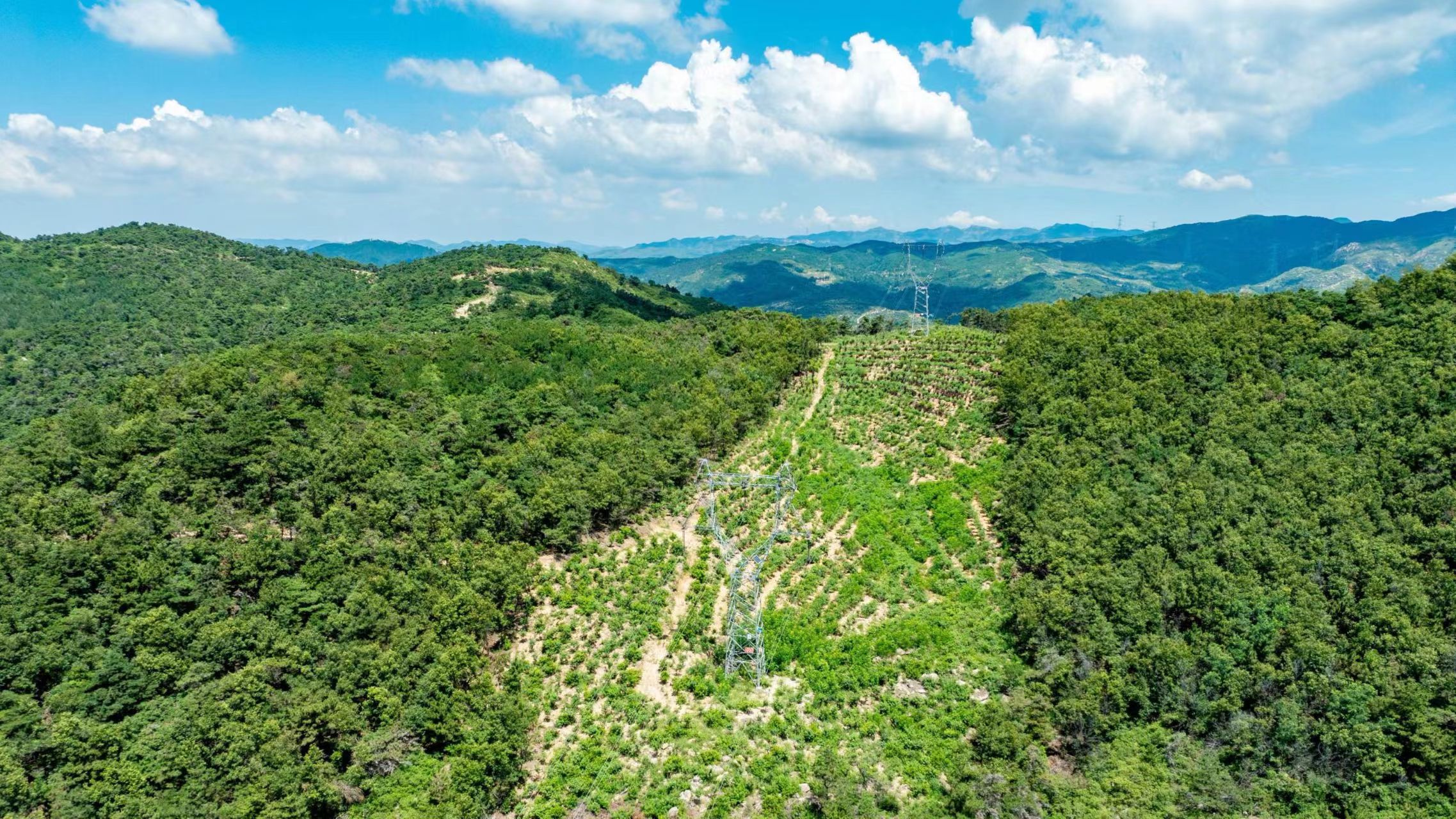220千伏城川線植被置換后的效果.jpg